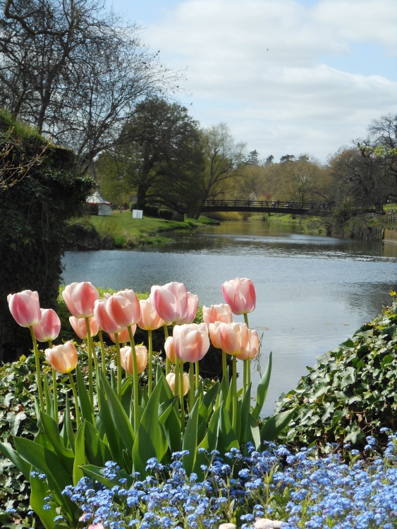 Mill Gardens in Spring, Warwick