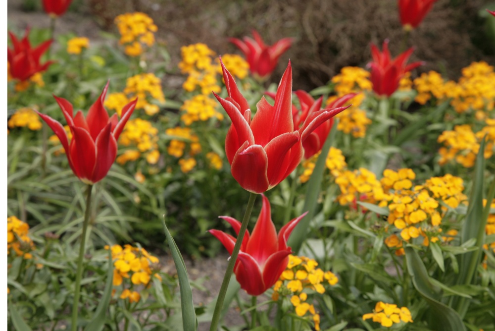 Red & Yellow,Tulips