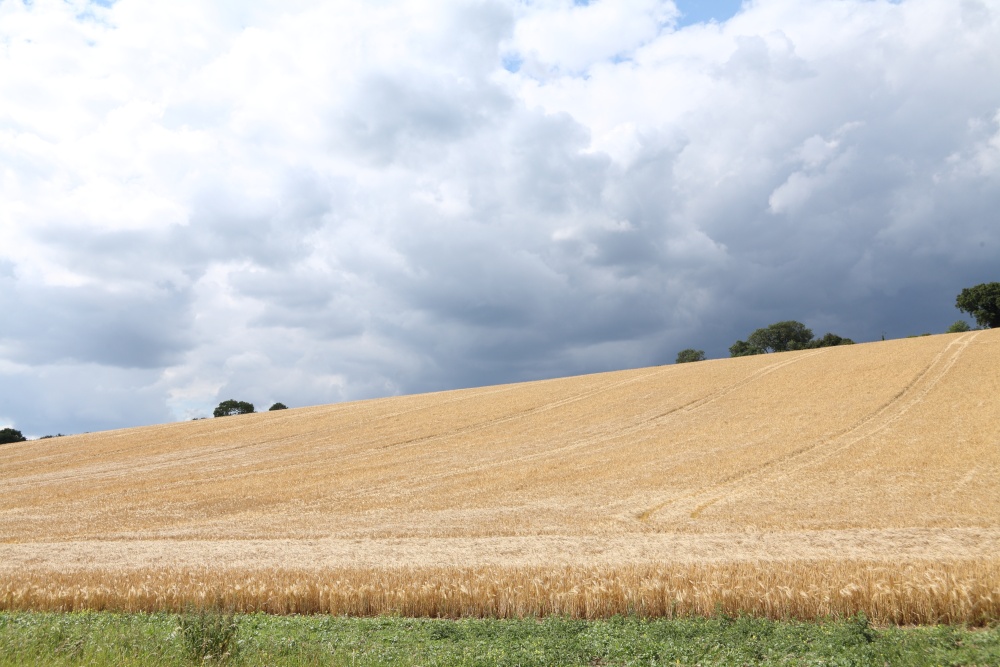 Wheat field with stormy sky on the Hernes Estate near Henley-on-Thames