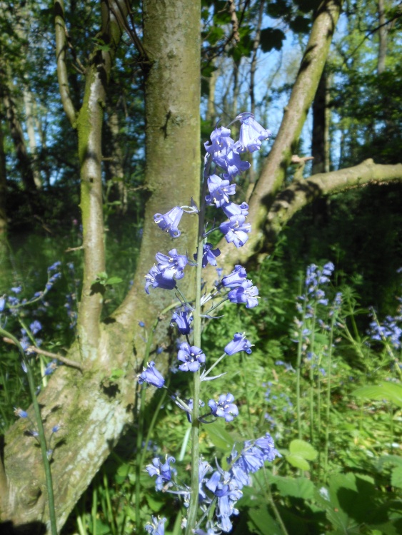 Bluebells, Cawston Woods