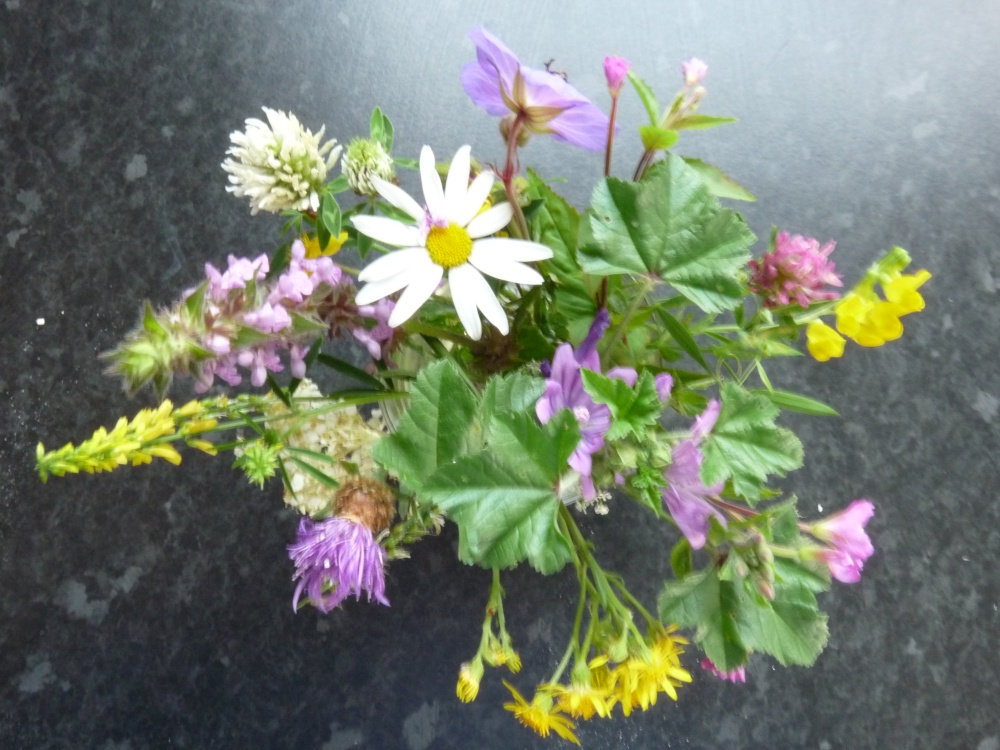 Wild flowers from a Thurmaston meadow