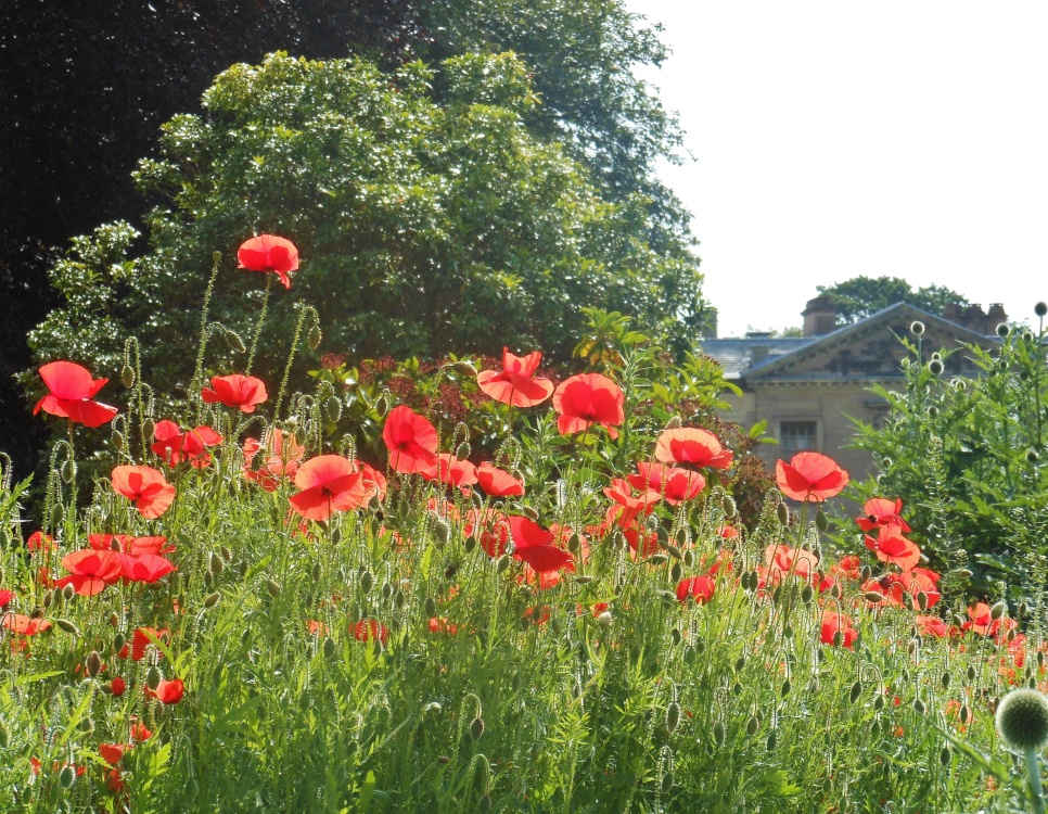 Poppies, Coombe Abbey