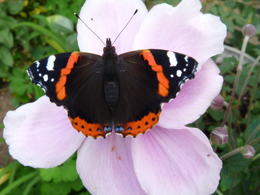 Red Admiral butterfly in our Thurmaston garden