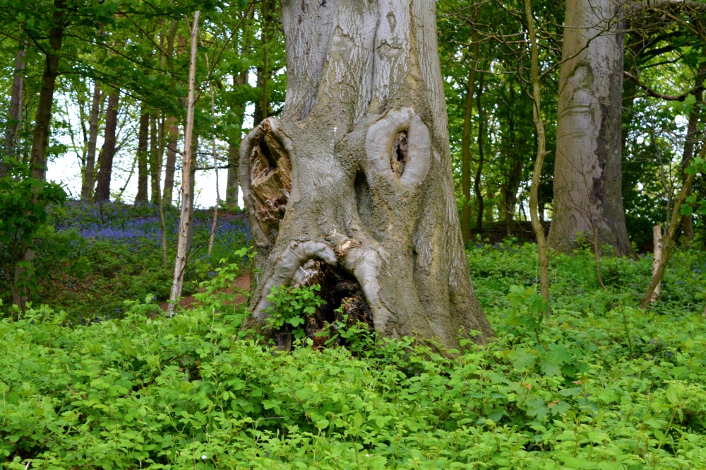 The Trees with a face and suprise beyond