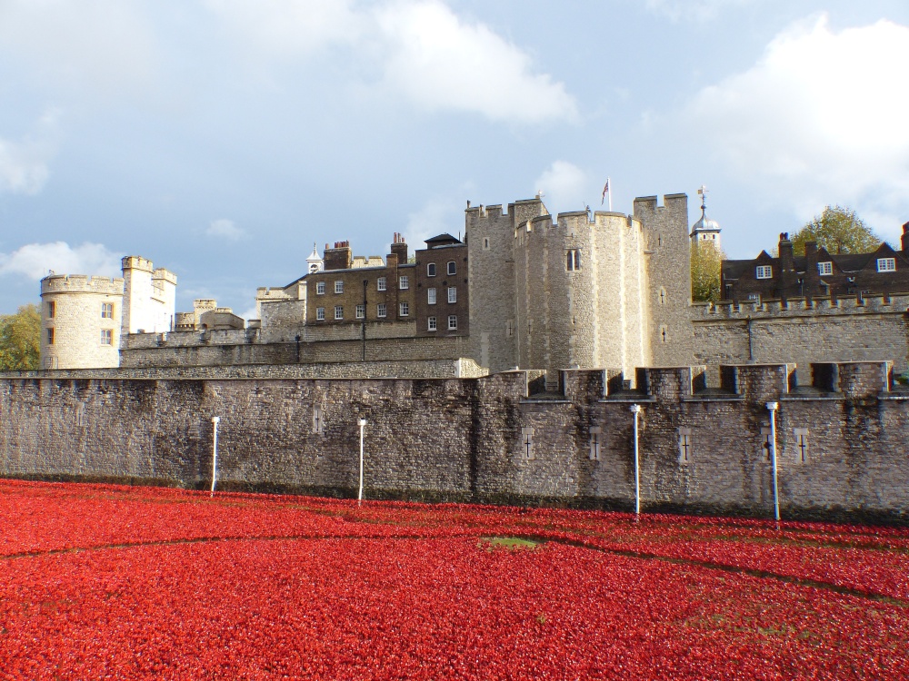 Poppies at The Tower
