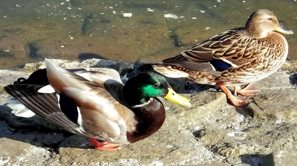 Ducks in Saltwell Park, Gateshead