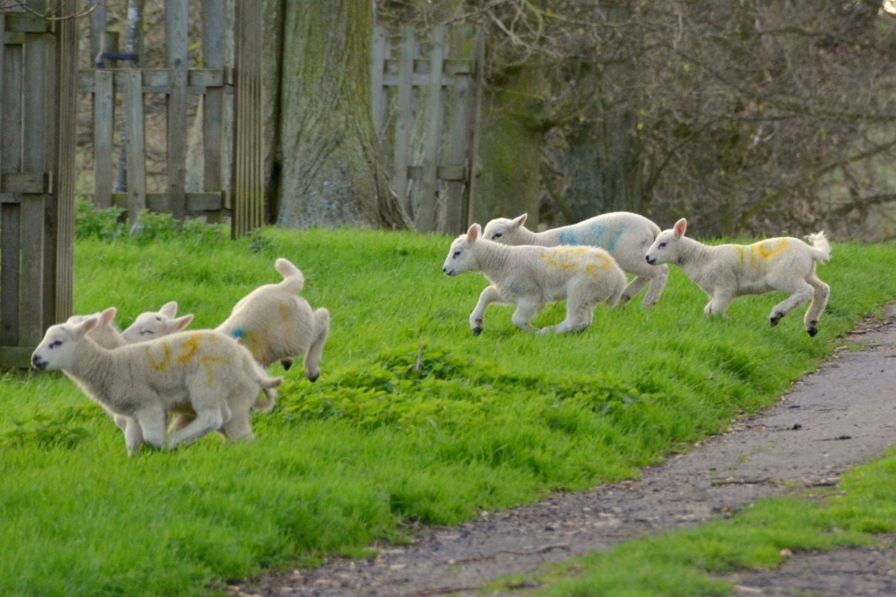 Lambs on the Run