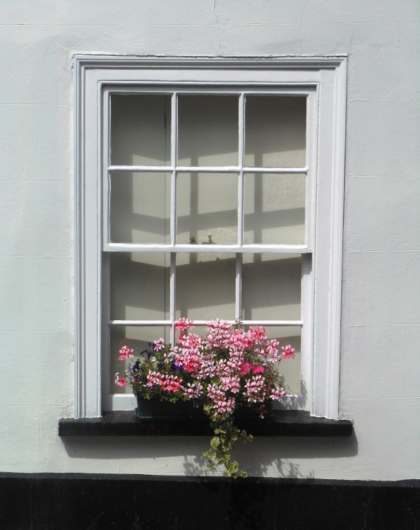 Window flowers, Axbridge