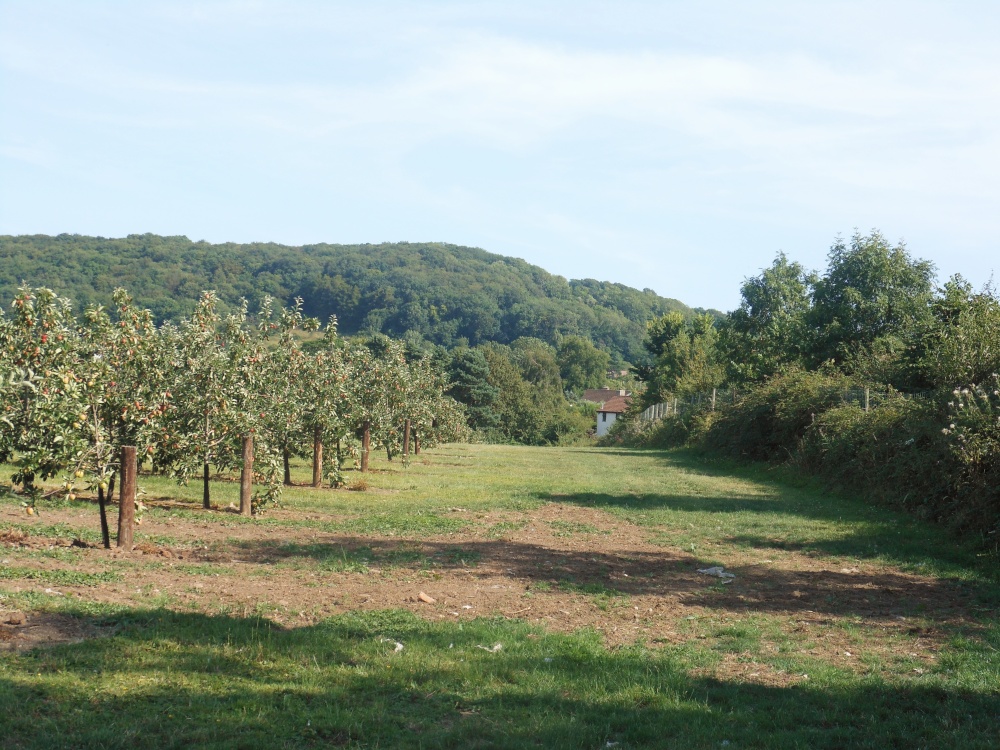 Thatcher's Cider Apple Orchard, near Sandford
