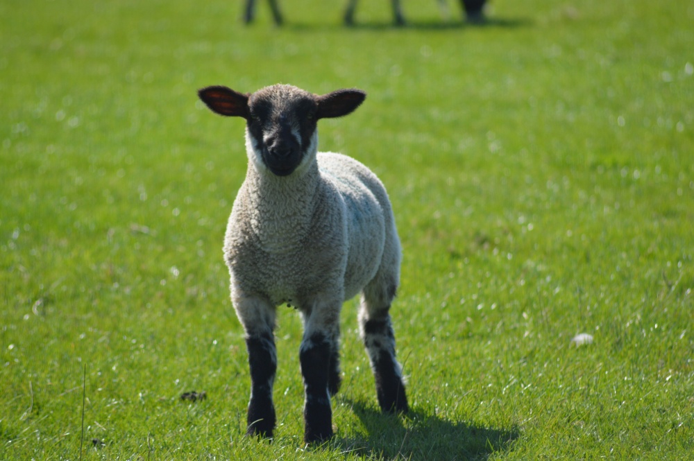 Lamb on Little Scotland Farm