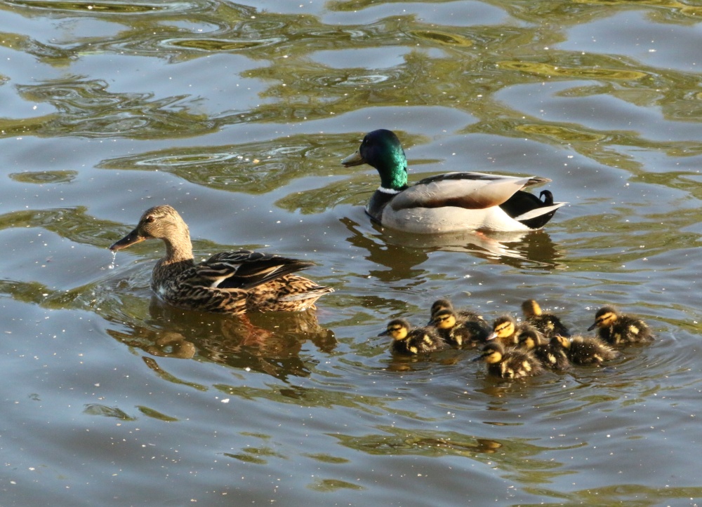 Ducks on The Nene at Peterborough
