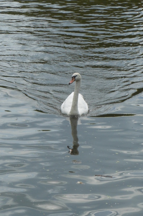 Swan in River Avon, Stratford-upon-Avon, Warwickshire