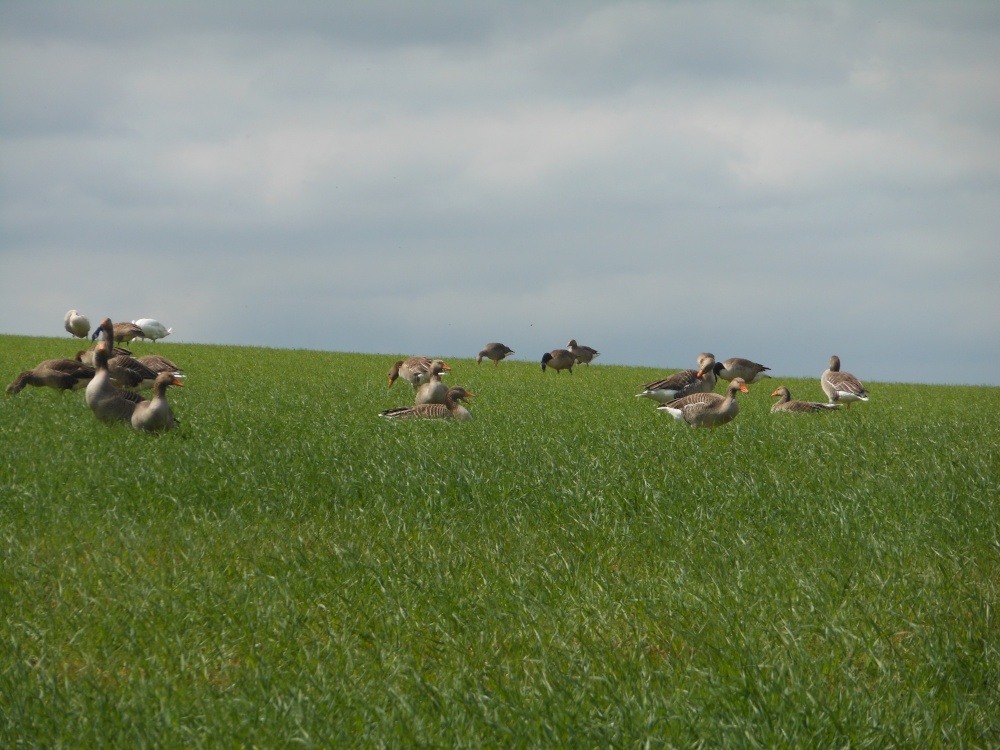 Ducks at Pitsford Reservoir, Pitsford, Northamptonshire