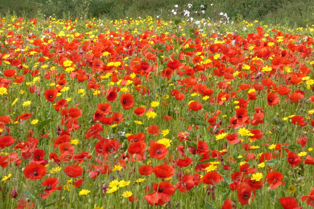 Poppies and corn marigolds
