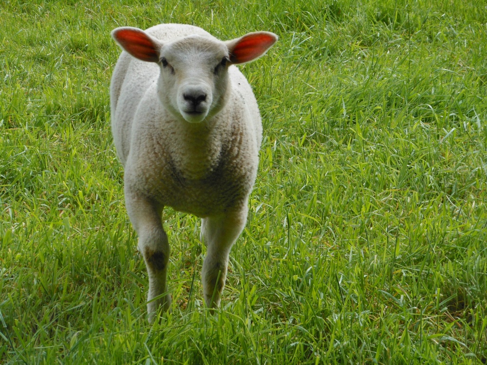 Sheep near Pitsford Reservoir, Pitsford, Northamptonshire