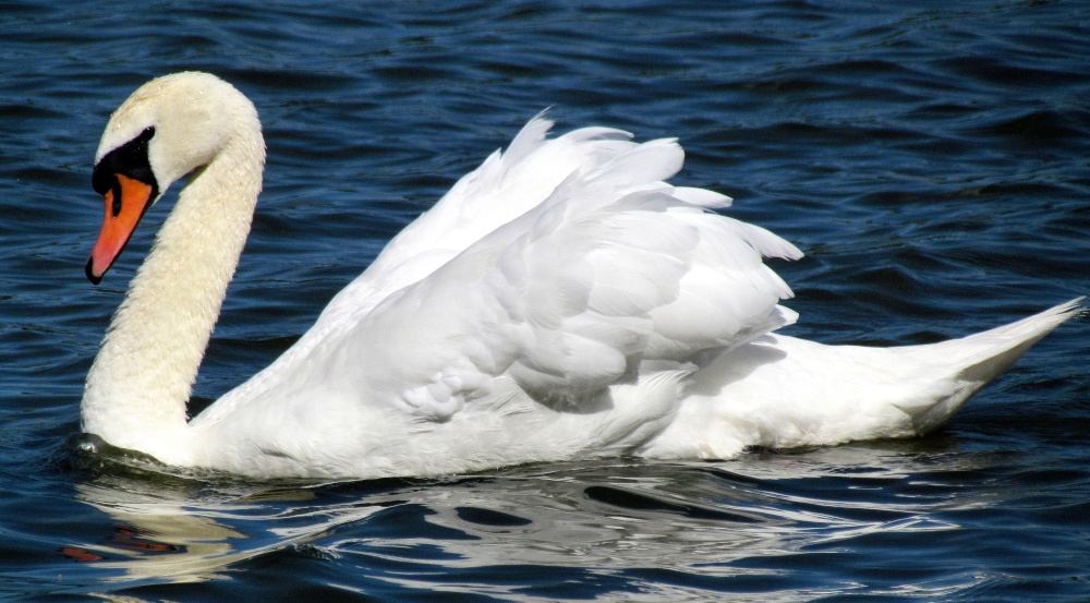 A Swan, Ruislip lido