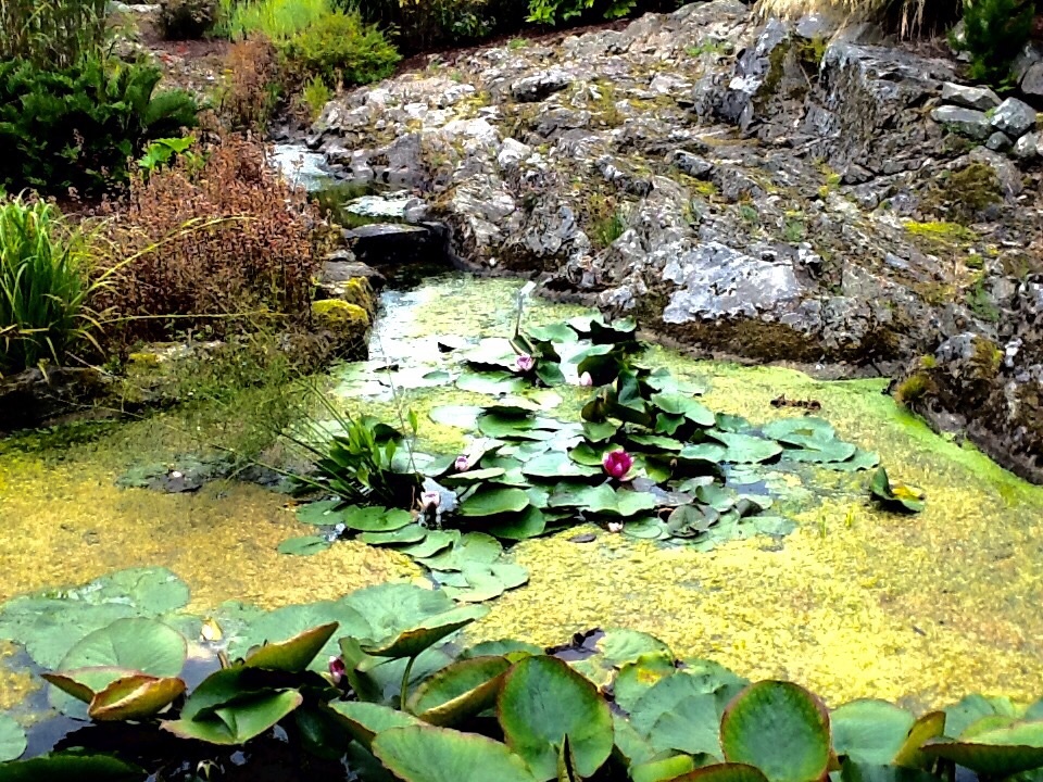 Lilly pond, Logan Botanic Gardens, Stranraer.