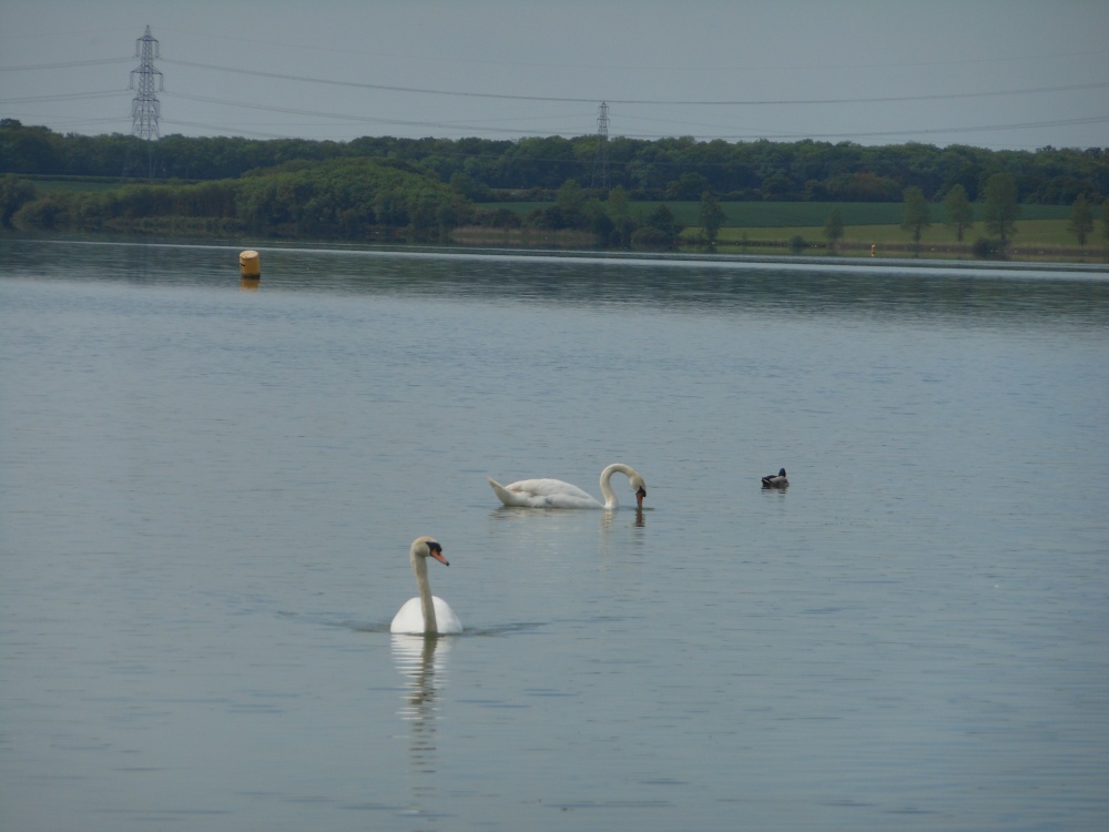 Swans, Grafham Water, Grafham, Cambridgeshire