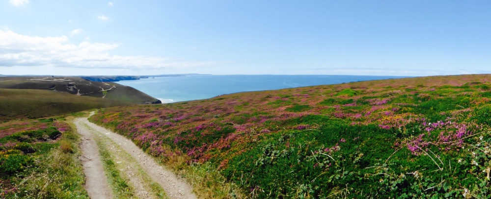 A Walk through the heather at The Beacon, St Agnes, Cornwall