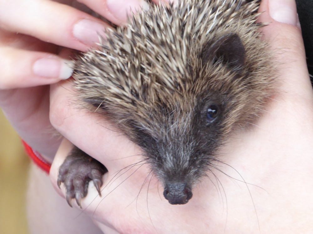Hello- I'm a Bit Prickly, But Cute With It !