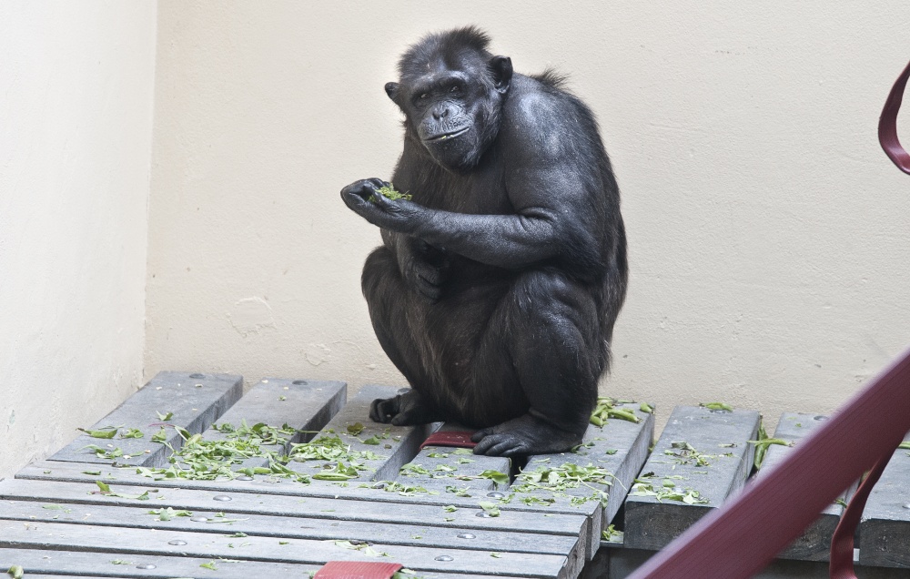 Dining Alone, Monkey World, Dorset.