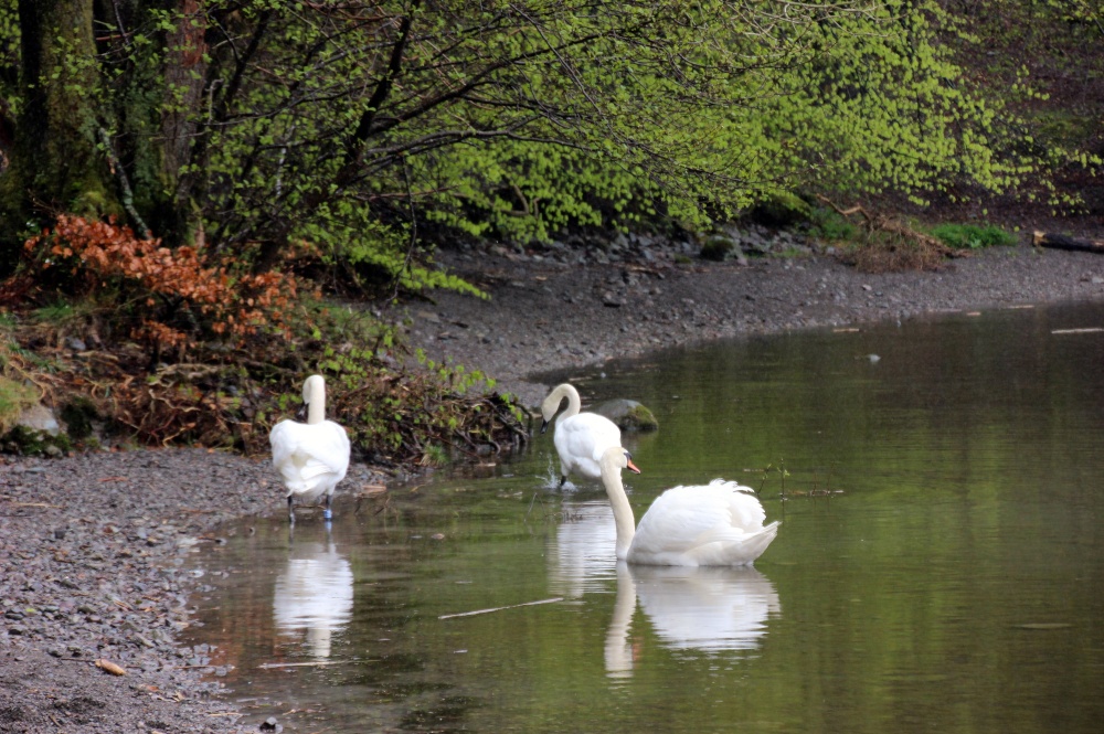 White swans in fogy Grasmere lake