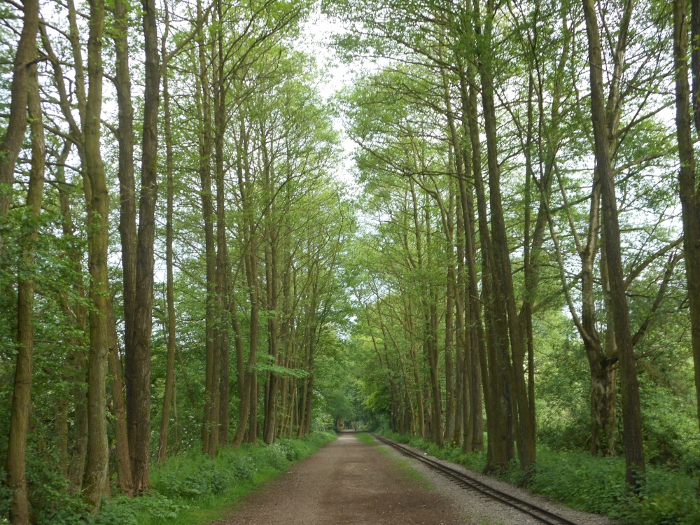 Forest trail at Rudyard Reservoir, Leek, Staffordshire