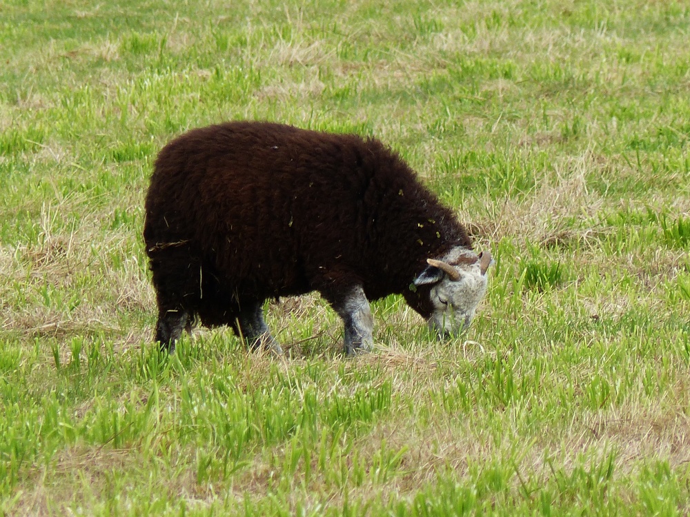 Ravenglass trackside Herdwick sheep
