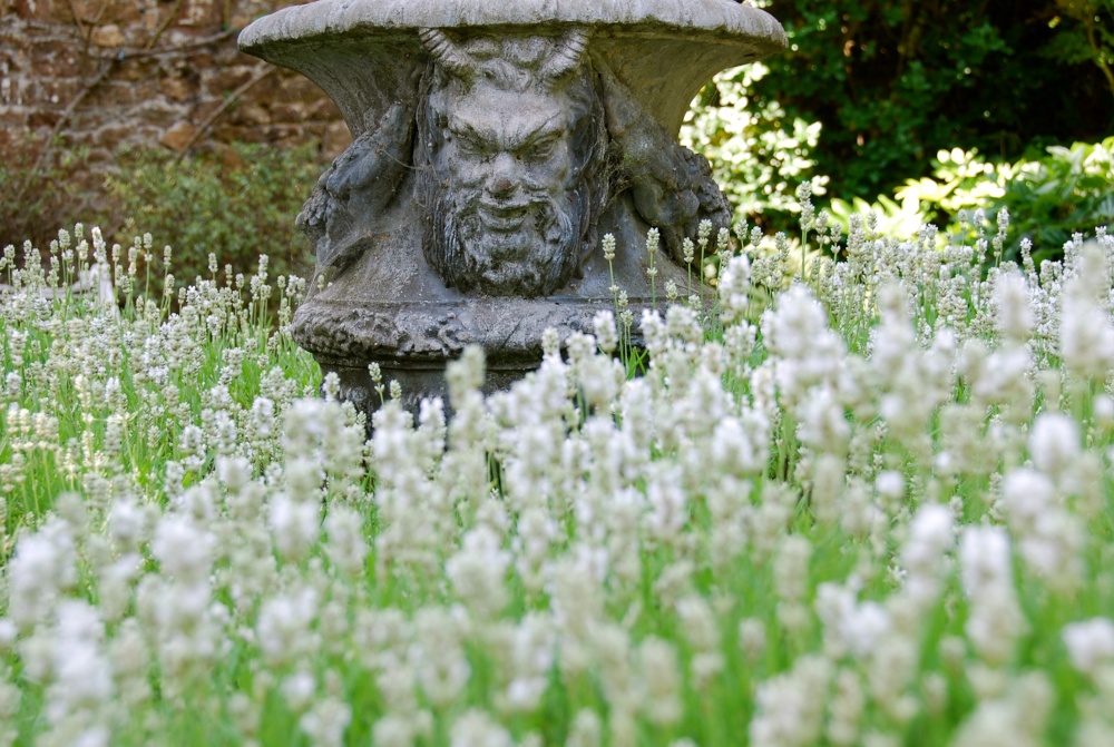 Lavender in the gardens of Athelhampton House