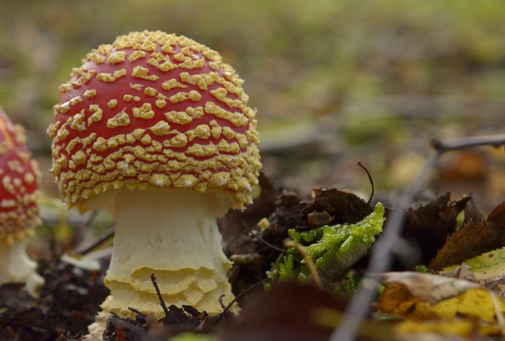 Fly Agaric at Calvert Jubilee Nature Reserve