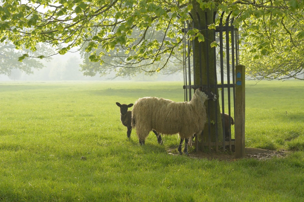 Sheep, Tusmore Park Estate, Hardwick, Oxfordshire