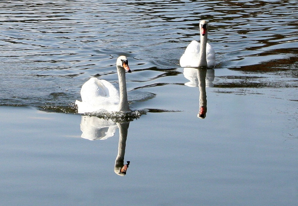 Swans at Rickmansworth
