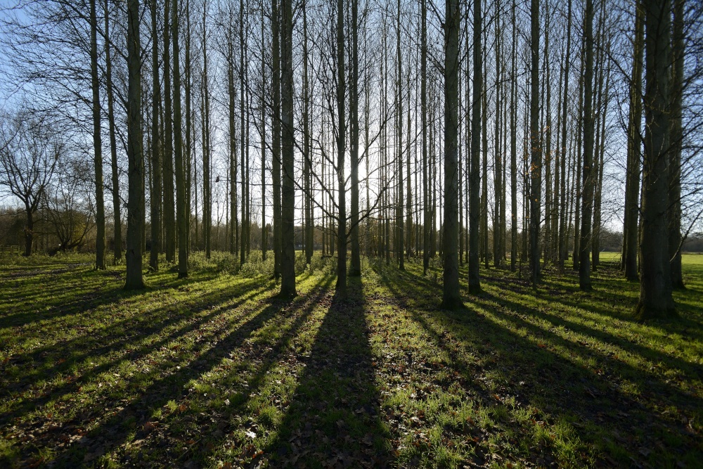 Trees at Lower Heyford, Oxfordshire