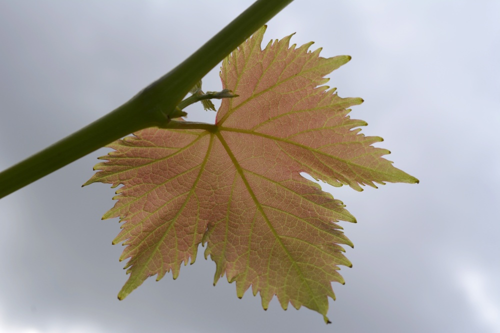 Vine Leaf at Steeple Claydon, Buckinghamshire
