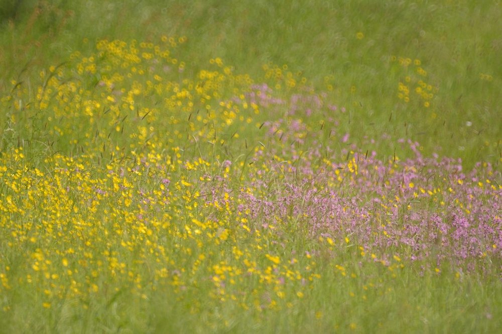 Meadow Flowers near Souldern, Oxfordshire