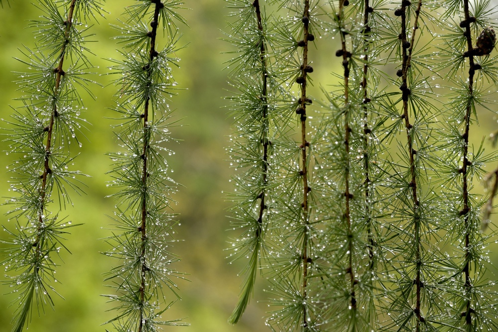 Pine Needles in Wendover Woods, Buckinghamshire