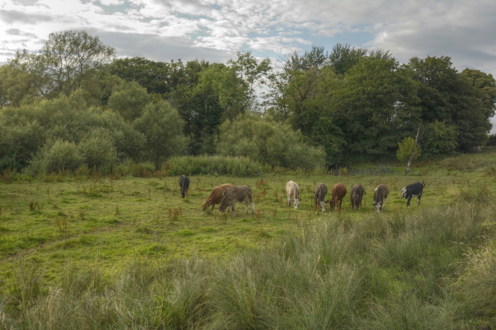 A Few Cattle near Somerton, Oxfordshire