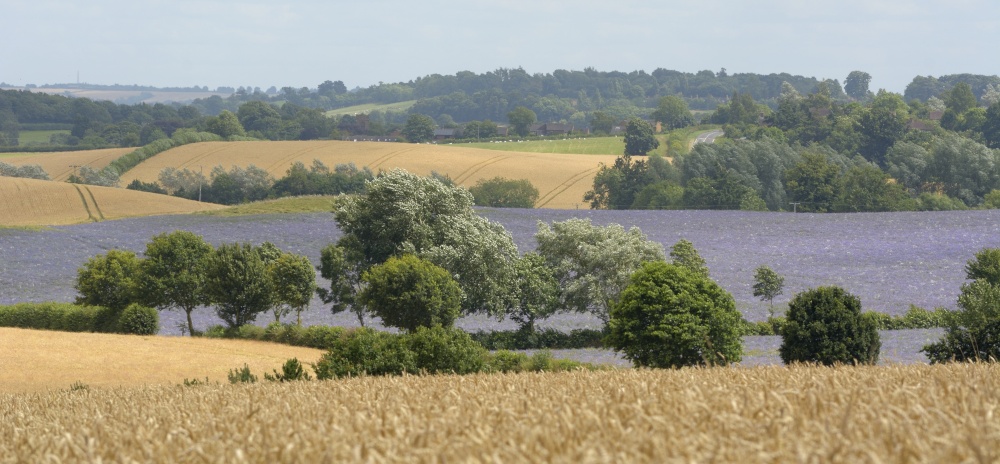 Blue Field, Swalcliffe, Oxfordshire