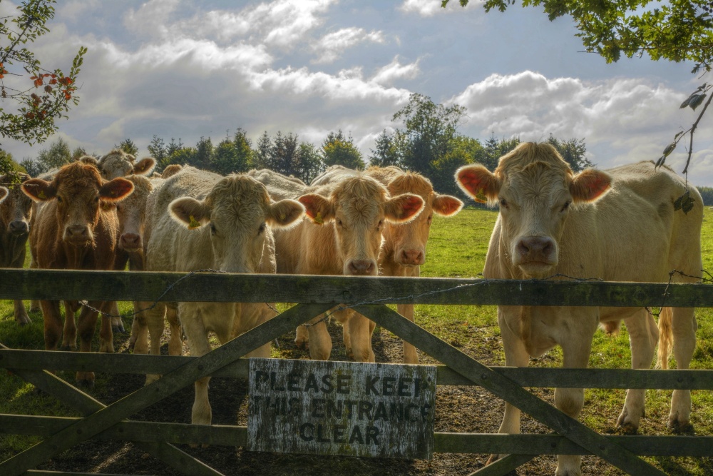 Bullocks at a Gate, Ludgershall, Buckinghamshire