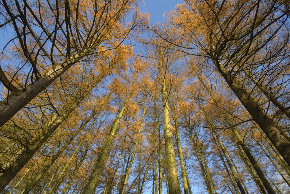 Tree Canopy, near Allgreave, Peak District National Park, Cheshire