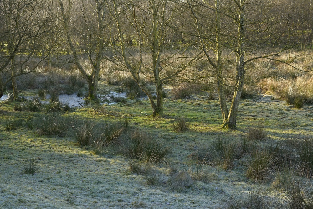 Marshland in the Churnet Valley near Cheddleton, Staffordshire