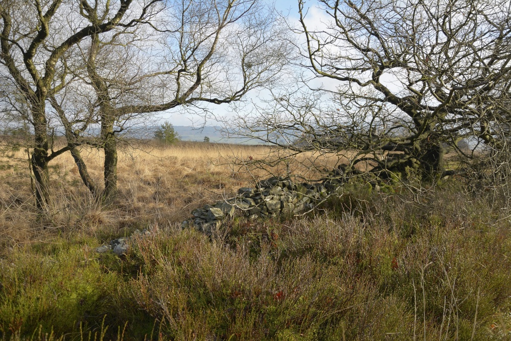 Stone Wall on Moorland above Meerbrook, Staffordshire