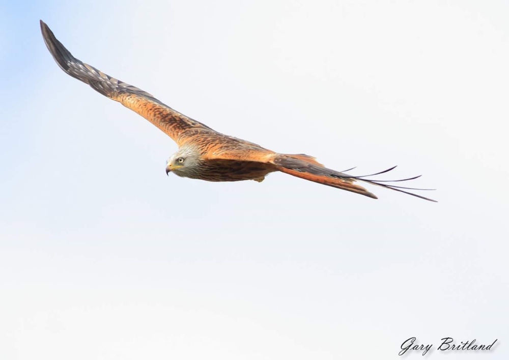 Harewood in Yorkshire - Red Kite
