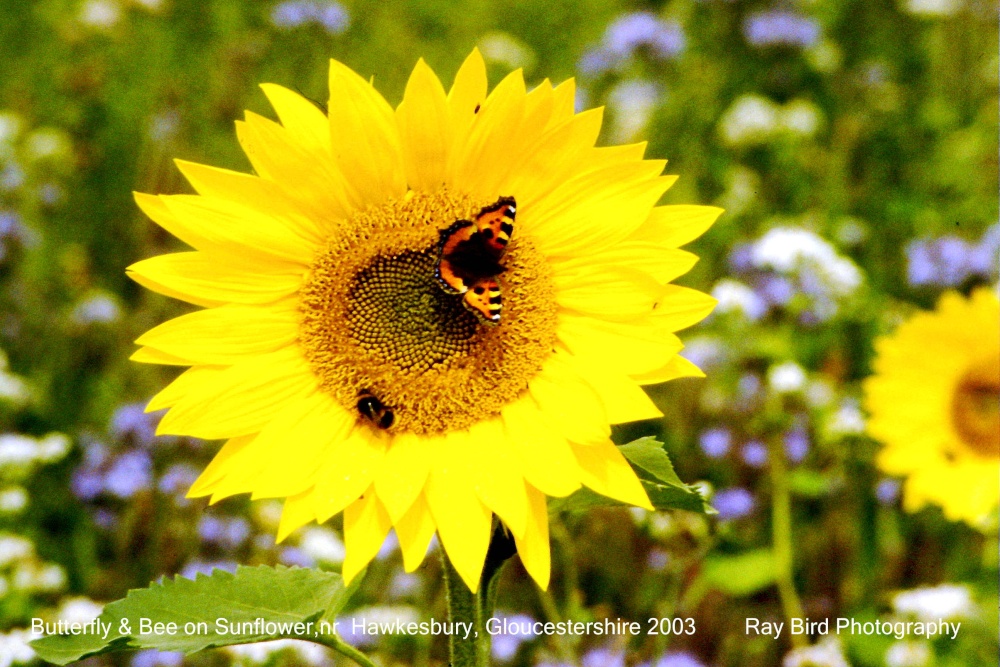 Butterfly & Bee on Sunflower, Chalkley Banks, nr Hawkesbury, Gloucestershire 2003