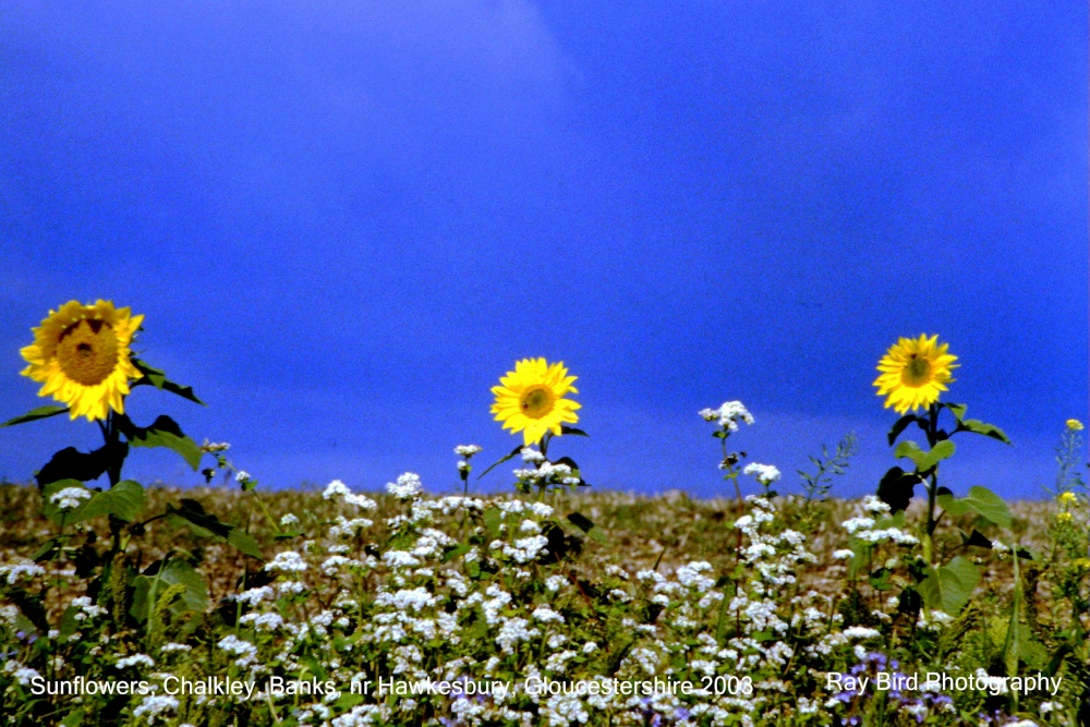 Sunflowers, Chalkley Banks, nr Hawkesbury, Gloucestershire 2003