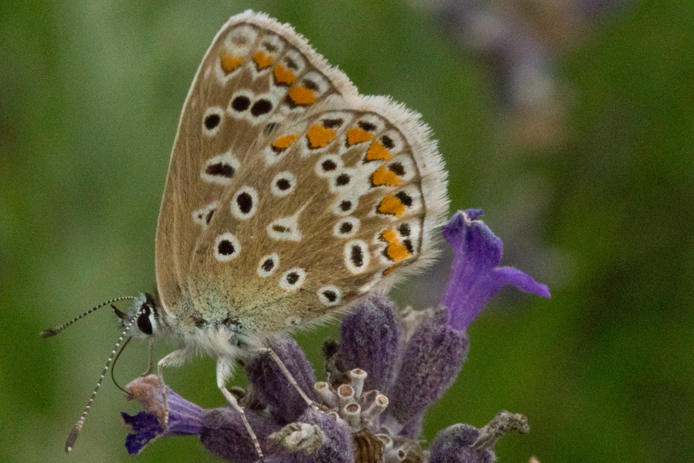Silver-studded blue butterfly (Plebeius Argus) on lavender at Greys Court