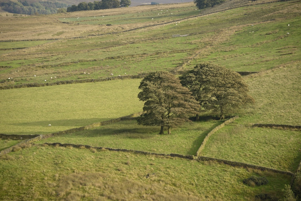 Trees with Shadows near Gradbach, Staffordshire Moorlands