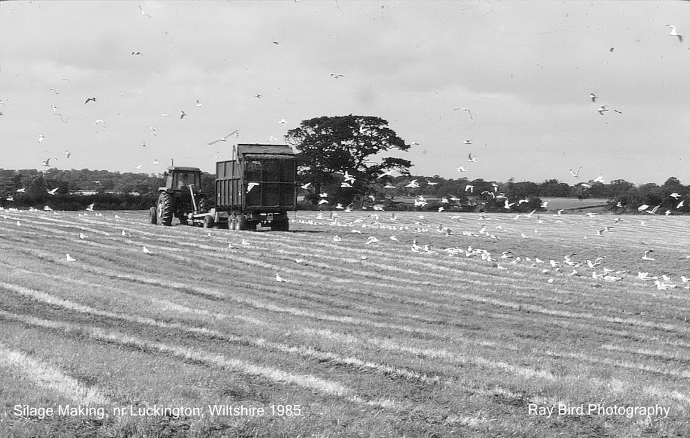 Silage Making, nr Luckington, Wiltshire 1985
