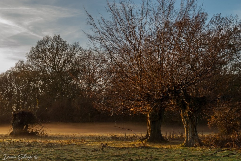 Autumn in Hatfield Forest Country Park