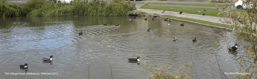 Ducks on Village Pond, Biddestone, Wiltshire 2013